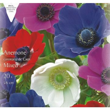 ANEMONE A FIORE SEMPLICE IN MISCUGLIO DI CAEN - 40502-