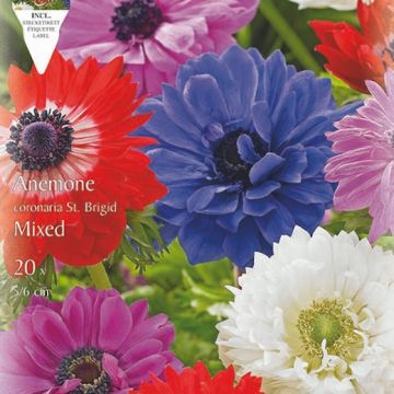 ANEMONE A FIORE DOPPIO IN MISCUGLIO ST. BRIGITTE - 40512-