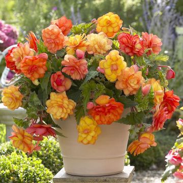 BEGONIA PICOTEE CASCADE SUNRAY - 4203-