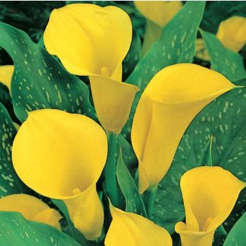 calla a fiore giallo
