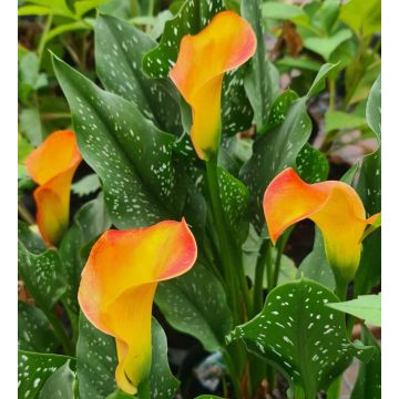 CALLA ORANGE - 4925-