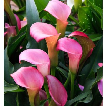 CALLA PINK - 4922-