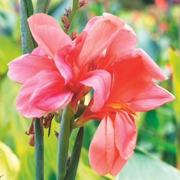 CANNA FIORIFERA A FOGLIE VERDI PINK PRINCESS - 4360-