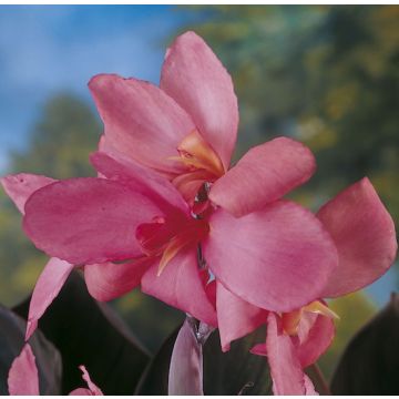 CANNA FIORIFERA A FOGLIE PORPORA SHINING PINK - 4311-