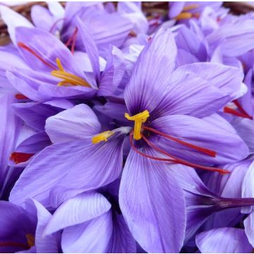 fratelli ingegnoli bulbi crocus di zafferano-saffron -sativus 