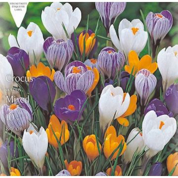 CROCUS A GRANDE FIORE IN MISCUGLIO - 4625414-