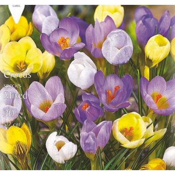 CROCUS CHRYSANTHUS BOTANICO IN MISCUGLIO - 4625452-
