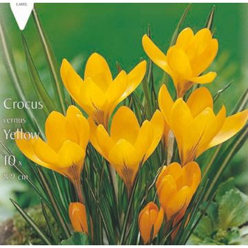 CROCUS A GRANDE FIORE YELLOW - 4625254-