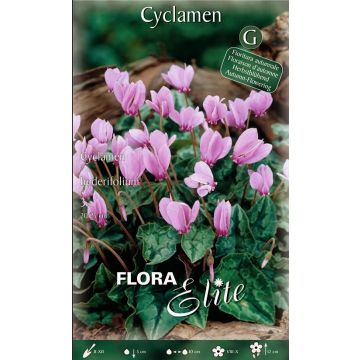 Confezione di bulbi di Cyclamen hederifolium in vendita online
