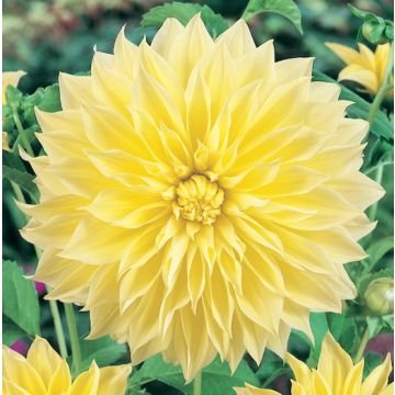 DAHLIA DECORATIVA KELVIN FLOODLIGHT - 45941-