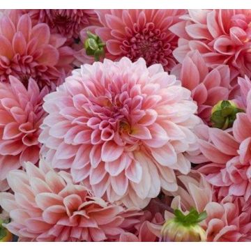 DAHLIA BALL BEAUTY QUEEN - 4507-