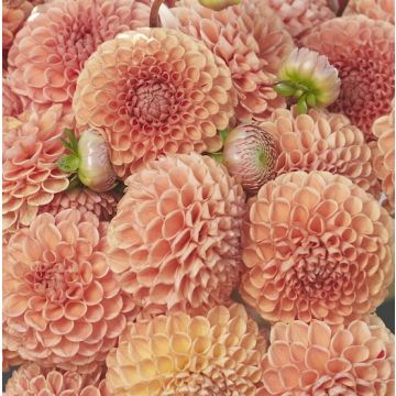 DAHLIA BALL COMET - 4508-