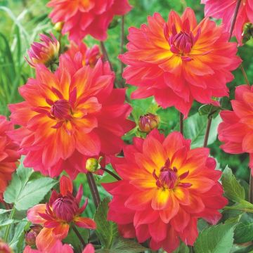 DAHLIA NANA DOPPIA FIREPOT - 4542-