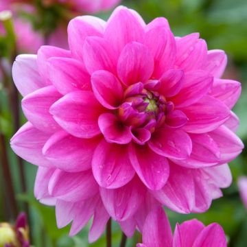 DAHLIA NANA DOPPIA BLUESETTE - 4540-