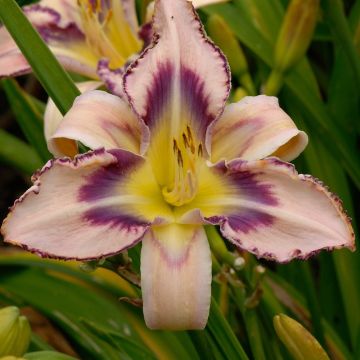 HEMEROCALLIS ( Emerocallidi) PAPRIKA FLAME - 4128-