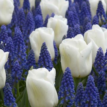 FLOWERBULBS SURF MIXTURE - 4821493-