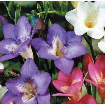 FREESIA A FIORI SEMPLICI IN SCELTO MISCUGLIO DI COLORI - 4906-