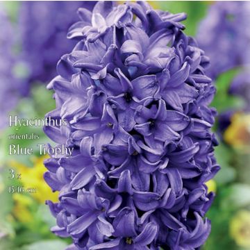 GIACINTO BLUE TROPHY - 4819162-