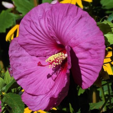 HIBISCUS MOSCHEOTUS PLUM CRAZY - 4899-