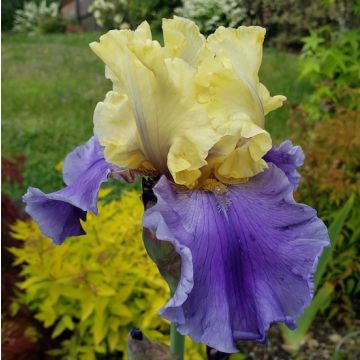 IRIS GERMANICA EDITH WOLFORD - 4847-