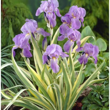 VARIEGATED PALE IRIS - 4876-