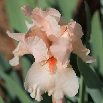 IRIS GERMANICA PARADISE - 4848-