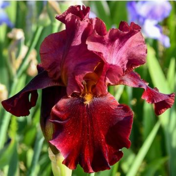 IRIS GERMANICA SUALTAN'S PALACE - 4883-