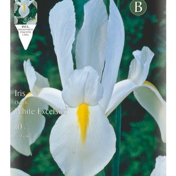 IRIS HOLLANDICA WHITE EXCELSIOR - 4805875-