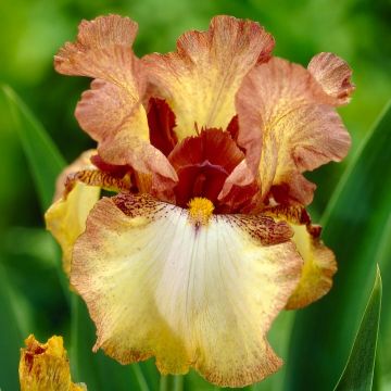 IRIS GERMANICA YELLOW AND BRONZE - 4879-