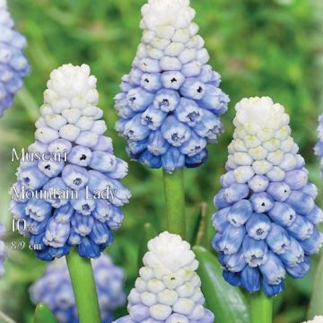 MUSCARI MOUNTAIN LADY - 4819414-