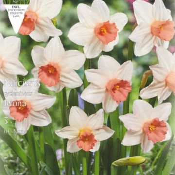 NARCISO NANO IWONA - 4817595-