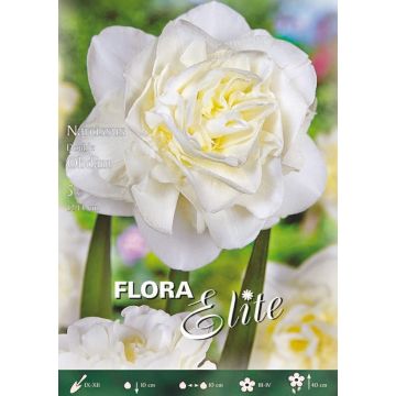 NARCISO A FIORE DOPPIO OBDAM - 4791901_