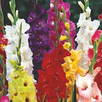 OFFERTA SPECIALE GLADIOLI (25 bulbi)cm 12/14 - 4130-