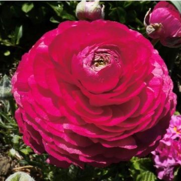 PINK BUTTERCUP - 4972-