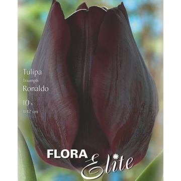 TULIPANO TRIONFO RONALDO - 4818363-