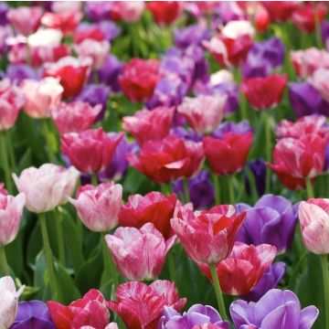 20 TULIPANI BUBBLE MIX - 4819537-