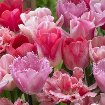 20 TULIPANI SUMMERBREEZE MIXED - 4821356-
