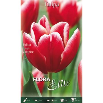 Confezione di bulbi di tulipano Triumph in vendita online