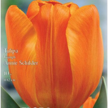 TULIPANO TRIONFO ANNIE SCHILDER - 4819209-