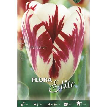 TULIPANO REMBRANDT GRAND PERFECTION - 4517877-