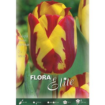 TULIPANO REMBRANDT HELMAR - 4519055-