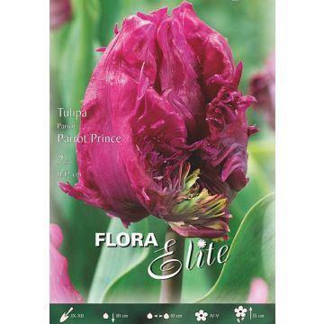 Confezione di bulbi di tulipano pappagallo disponibile per l'acquisto online