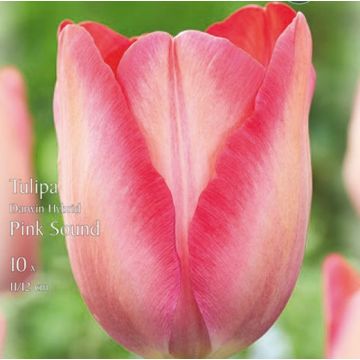 TULIPANO DARWIN IBRIDO PINK SOUND - 4817496-