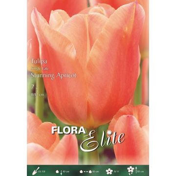 TULIPANO SEMPLICE TARDIVO STUNNING APRICOT - 4819230-