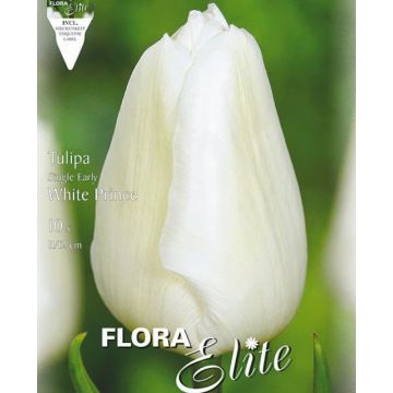 TULIPANO SEMPLICE PRECOCE WHITE PRINCE - 4803925-