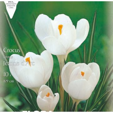 CROCUS A GRANDE FIORE JEANNE D'ARC - 4625292-