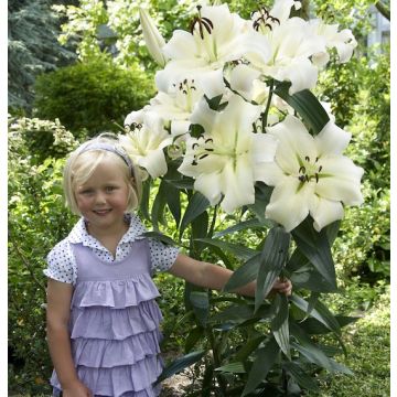 GIGLIO (LILIUM) TREELILIES PRETTY WOMAN - 4661-