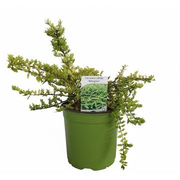 Lonicera nitida ‘Maigrün’ arbusto sempreverde compatto con foglie verde brillante, ideale per siepi e bordure.