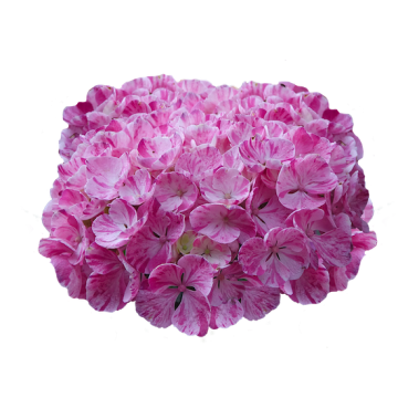 ORTENSIA (Hydrangea) PINKY BINDER - 8L059-