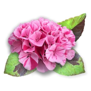 FRATELLI INGEGNOLI PIANTE HYDRANGEA ORTENSIA CONFETTI PANTHER 